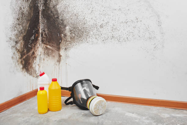 Best Mold Remediation for Schools in Derby, KS