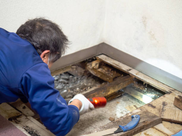Best Crawl Space Mold Remediation in Derby, KS