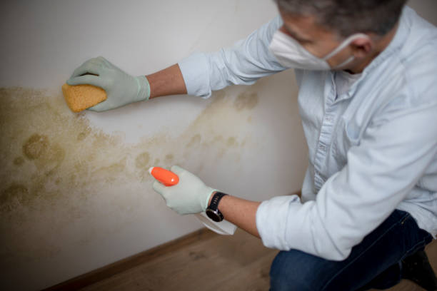Best Industrial Mold Remediation in Derby, KS