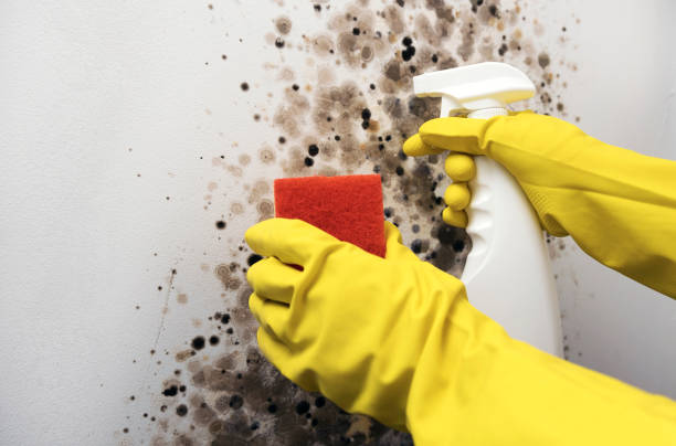 Best HVAC Mold Remediation in Derby, KS